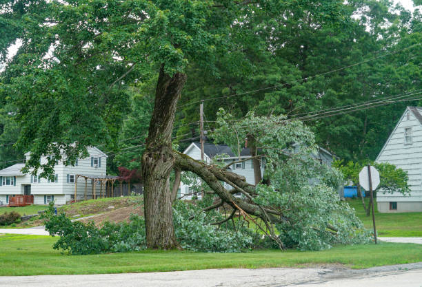 Best Fruit Tree Pruning  in Inez, TX